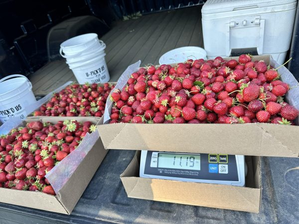 Pre-Picked Strawberries - By The Pound - Image 4