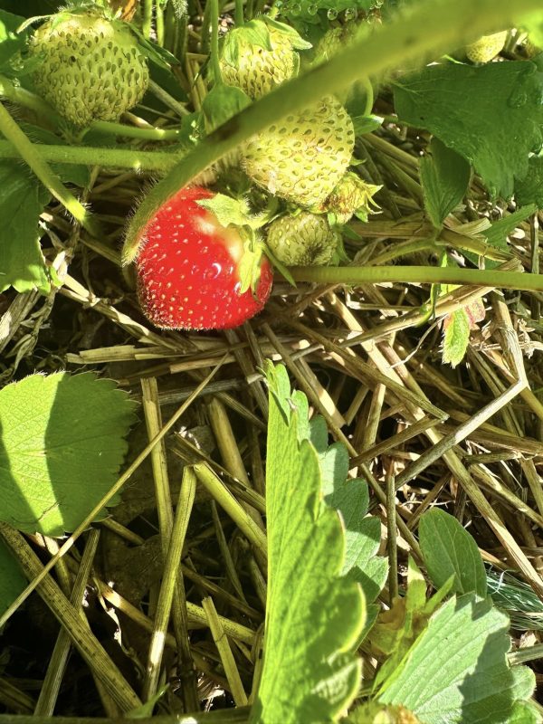 Pre-Picked Strawberries - By The Pound - Image 2