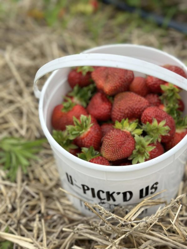 Pre-Picked Strawberries - By The Pound - Image 3