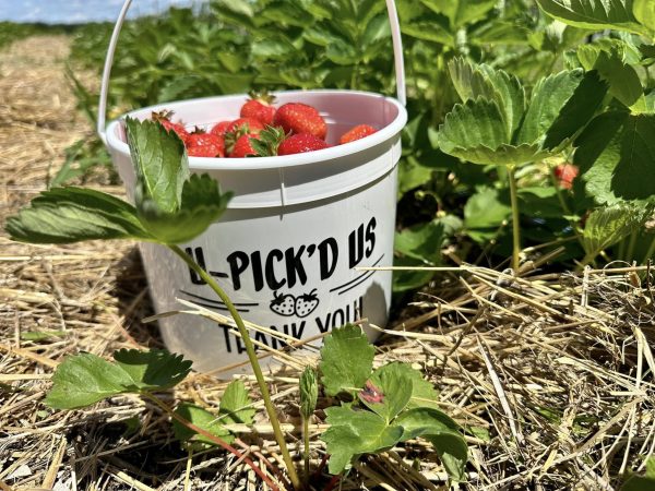 Pre-Picked Strawberries - By The Pound - Image 7