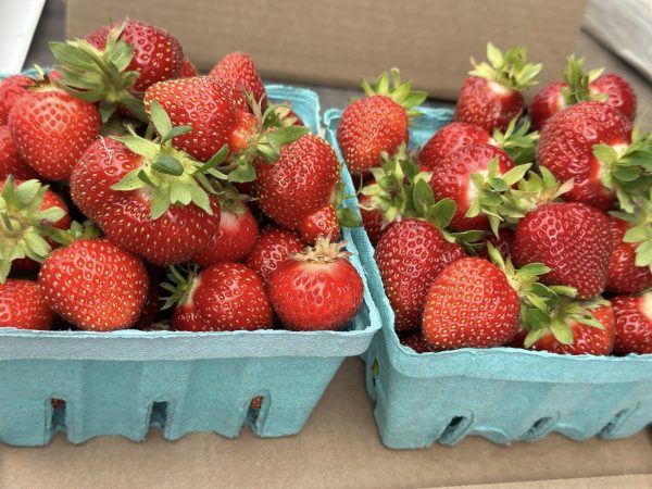 Pre-Picked Strawberries - By The Pound - Image 5