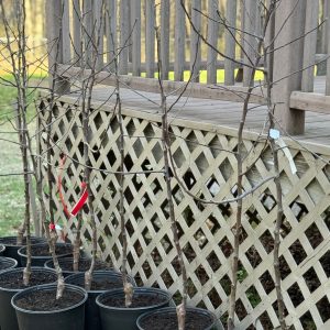 Potted Triumph Apple Tree