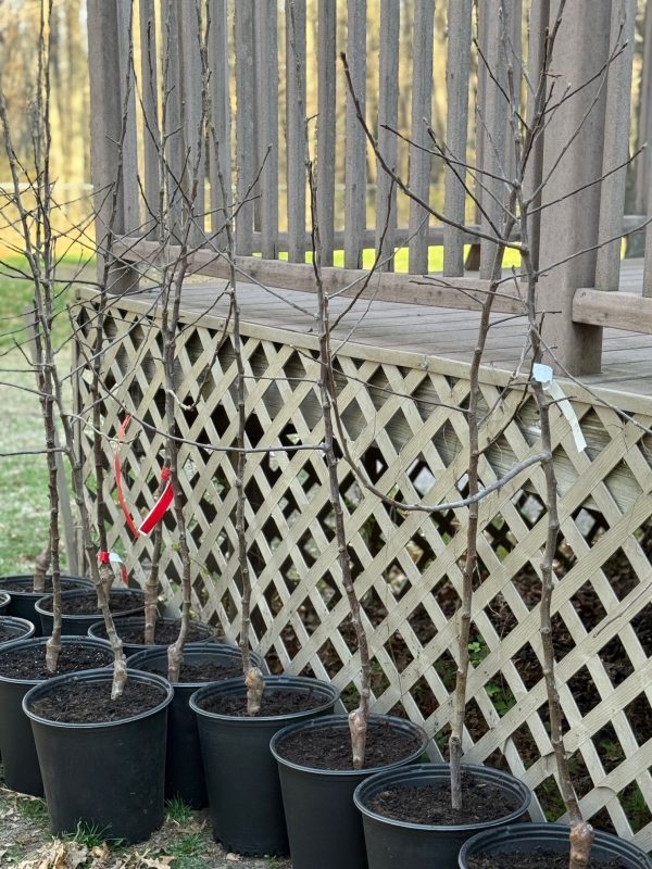 Potted Triumph Apple Tree
